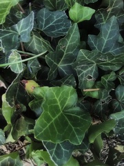 Hedera helix