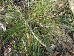Schoenus cuspidatus