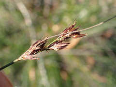 Schoenus cuspidatus