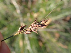 Schoenus cuspidatus