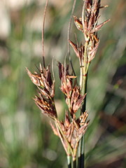 Schoenus cuspidatus