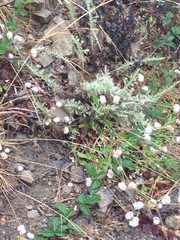 Eriogonum nudum auriculatum
