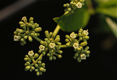 Psychotria evrardiana