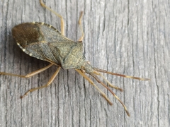 Gonocerus acuteangulatus
