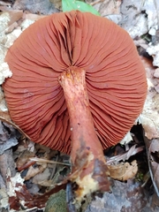 Cortinarius harrisonii