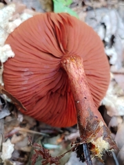 Cortinarius harrisonii