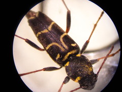 Xylotrechus antilope