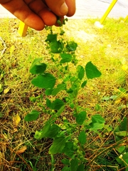 Chenopodium suecicum