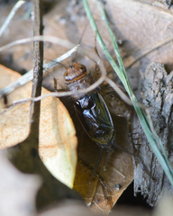 Neonemobius mormonius