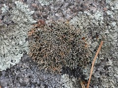 Sphaerophorus fragilis