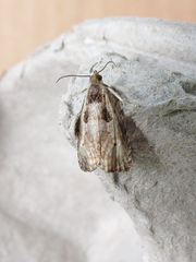 Olethreutes punctanum