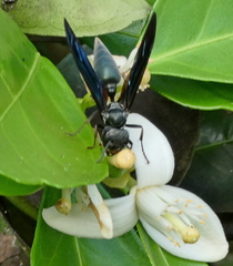 Synoeca ilheensis