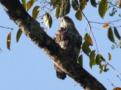 Nisaetus cirrhatus limnaeetus