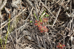 Drosera verrucata