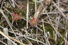 Drosera verrucata