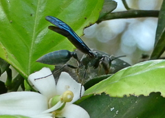 Synoeca ilheensis
