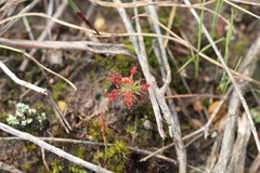 Drosera verrucata