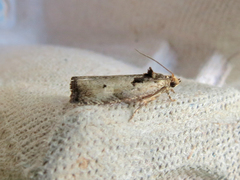 Olethreutes punctanum