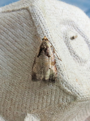 Olethreutes punctanum