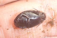 Acilius semisulcatus