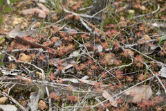 Drosera verrucata