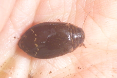 Acilius semisulcatus
