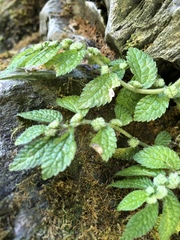 Elatostema parvum