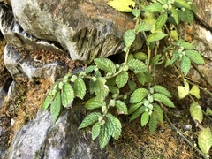 Elatostema parvum