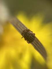 Dermacentor reticulatus