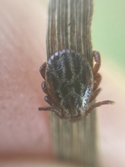 Dermacentor reticulatus