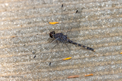 Bradinopyga konkanensis