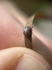 Dermacentor reticulatus