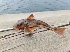 Chelidonichthys lucerna