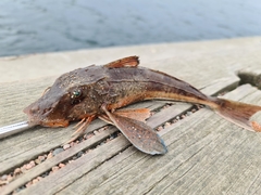 Chelidonichthys lucerna