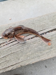 Chelidonichthys lucerna