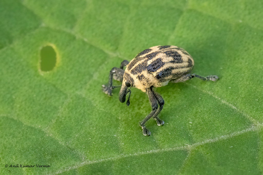 Sternuchopsis liae