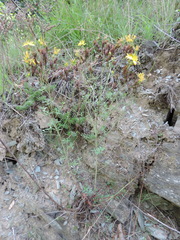 Hypericum × desetangsii