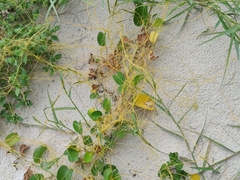 Cuscuta chinensis