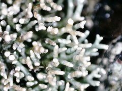 Sphaerophorus fragilis