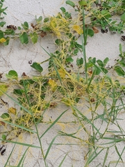 Cuscuta chinensis