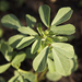 Fenugreek - Photo (c) bgblogging, some rights reserved (CC BY-NC-SA)