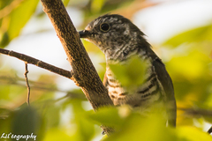Chrysococcyx minutillus