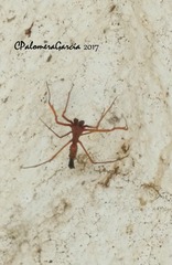 Edricus productus