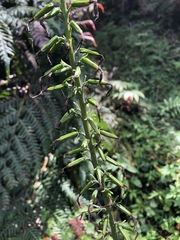 Ligularia stenocephala