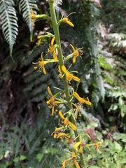 Ligularia stenocephala