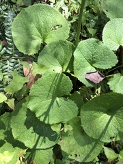 Ligularia stenocephala
