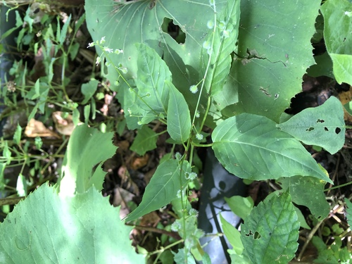 Circaea erubescens iNat (1)