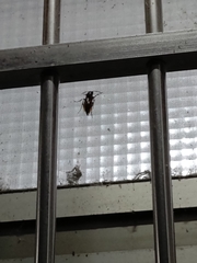 Polistes tenebricosus