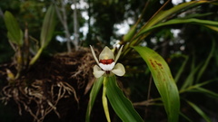 Coelogyne beccarii