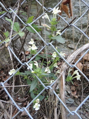 Galeopsis segetum